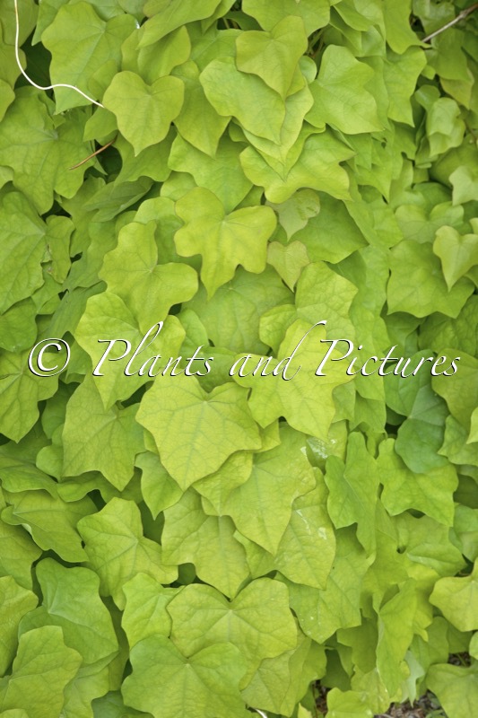 Menispermum canadense