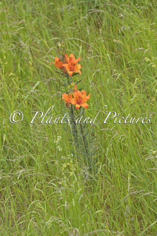 Lilium bulbiferum var. bulbiferum