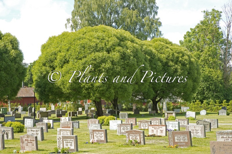 Salix rubens ‘Bullata’