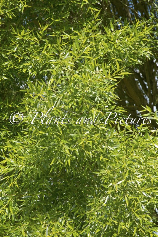 Salix rubens ‘Bullata’