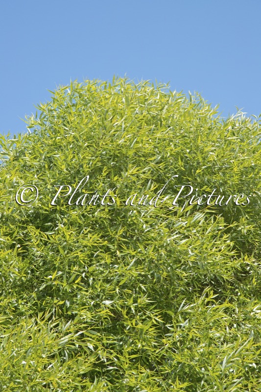 Salix rubens ‘Bullata’