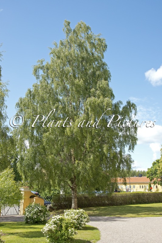 Betula pendula ‘Laciniata’