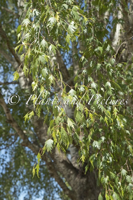 Betula pendula ‘Laciniata’