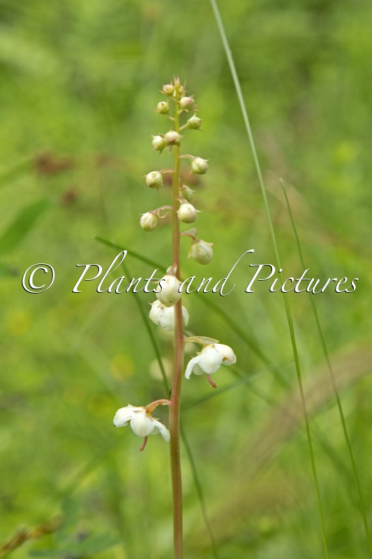 Pyrola rotundifolia