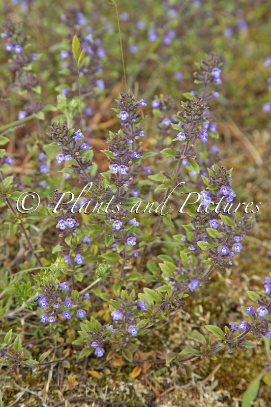 Clinopodium acinos