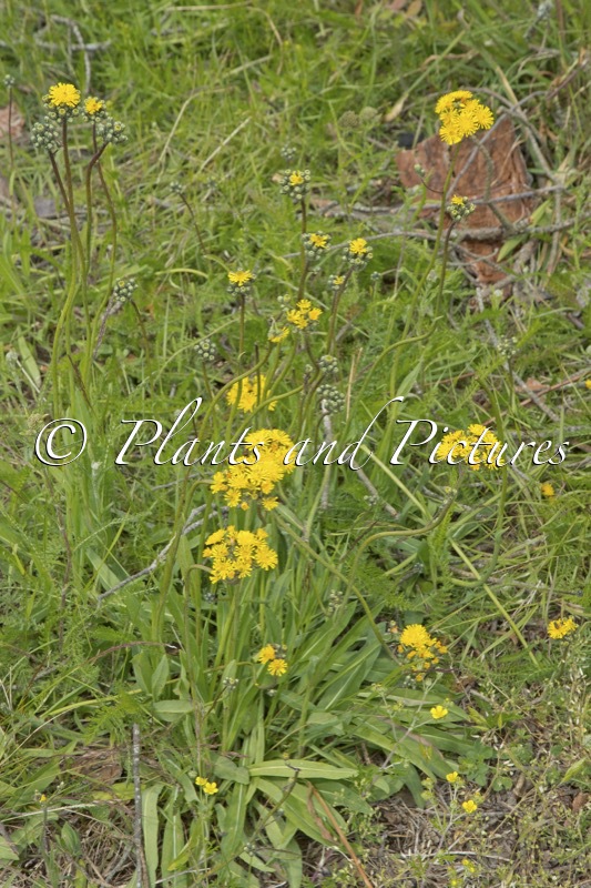 Pilosella piloselloides subsp. praealta