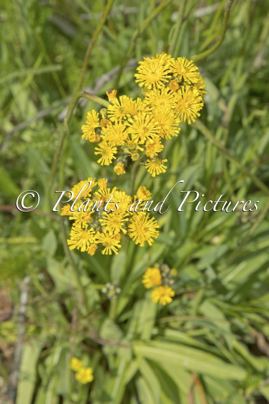 Pilosella piloselloides subsp. praealta