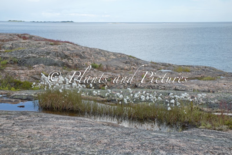 Eriophorum latifolium