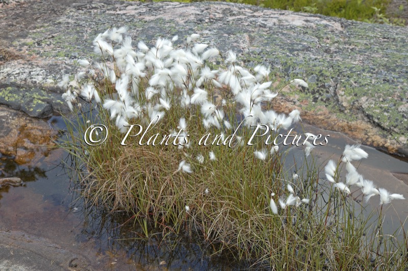 Eriophorum latifolium