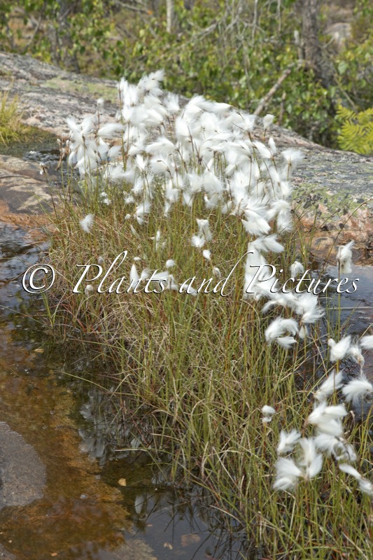 Eriophorum latifolium