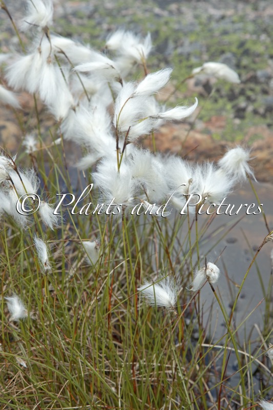 Eriophorum latifolium