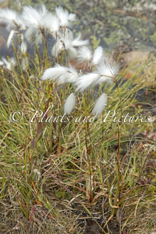 Eriophorum latifolium