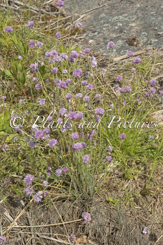 Allium schoenoprasum var. jurmoense