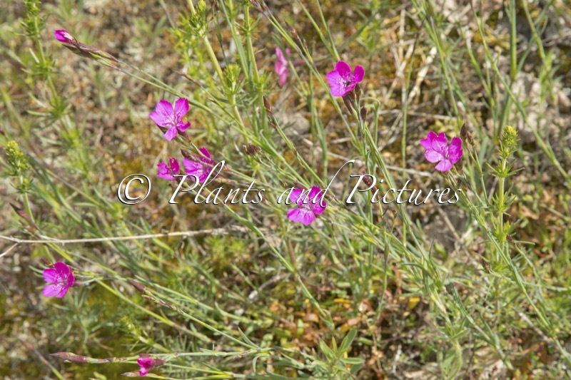 Dianthus deltoides