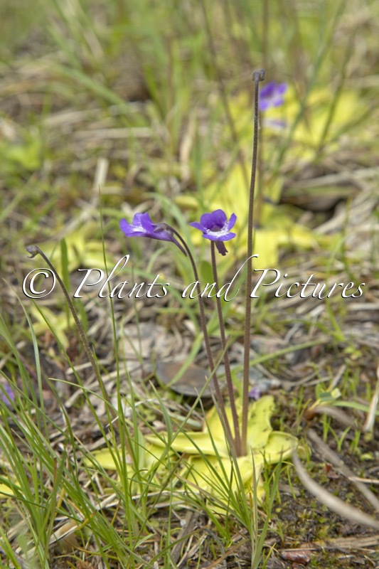 Pinguicula vulgaris