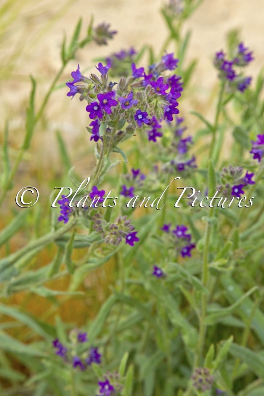 Anchusa officinalis