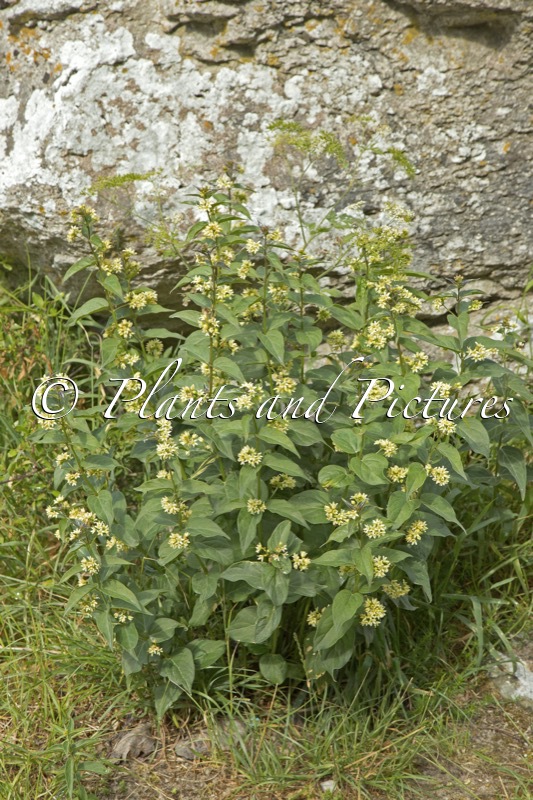 Vincetoxicum hirundinaria