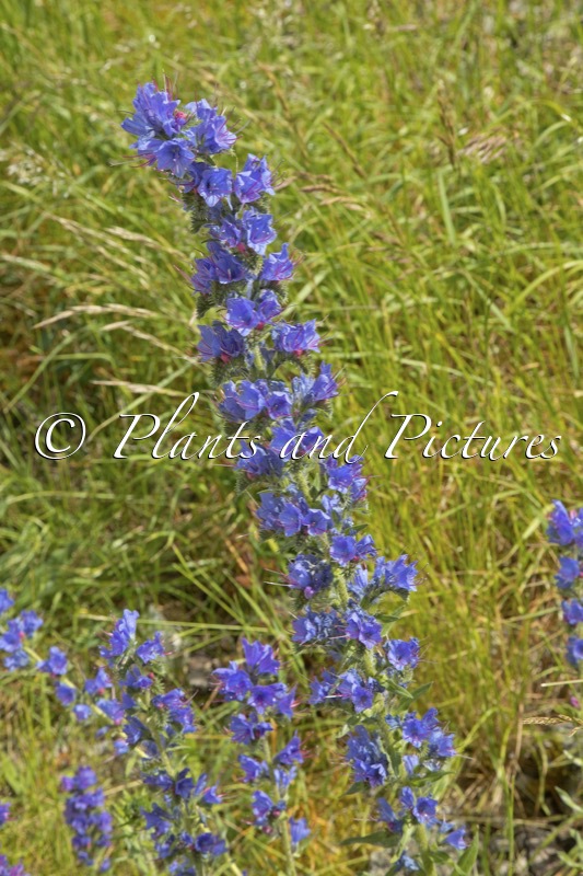 Echium vulgare
