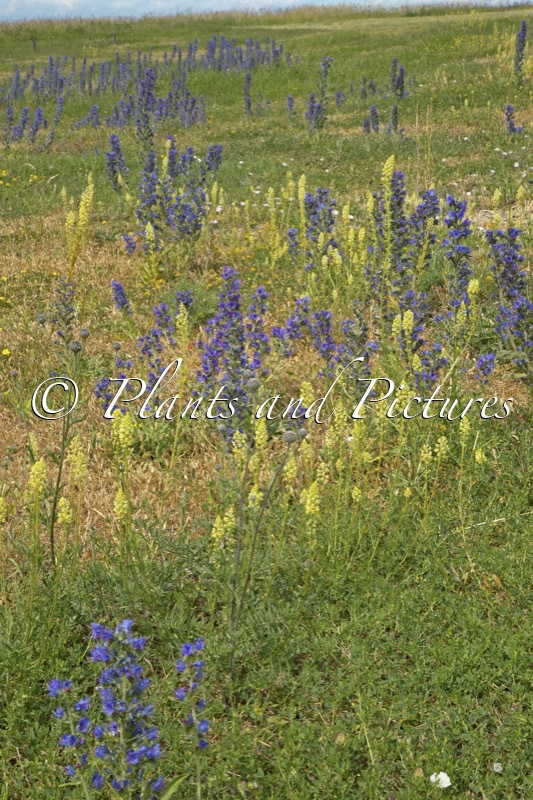 Echium vulgare (+Reseda lutea)
