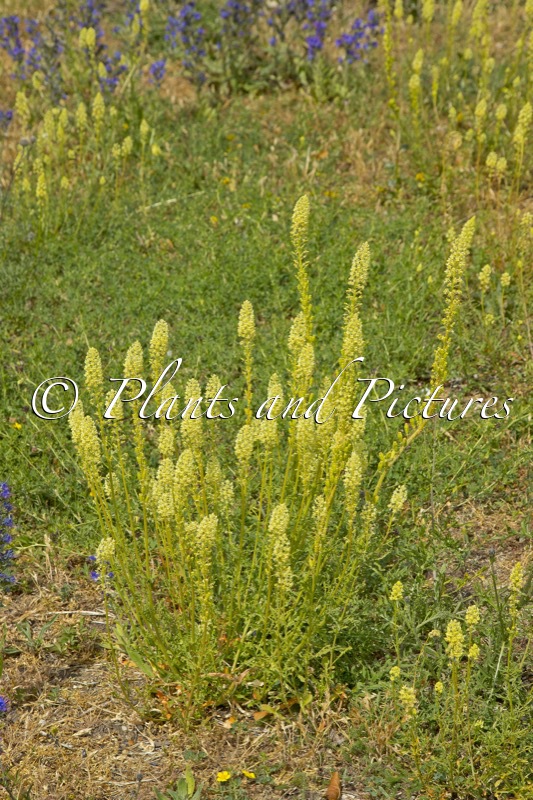 Reseda lutea