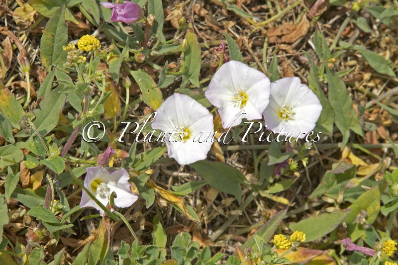Calystegia sepium subsp. roseata