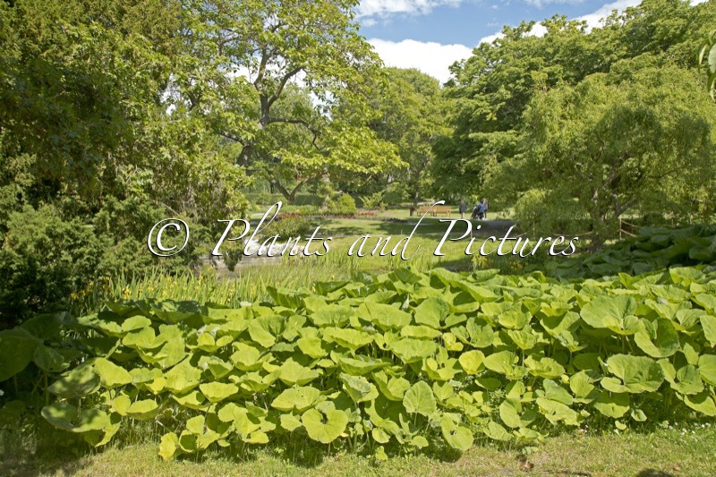 Visby Botaniska Trädgård