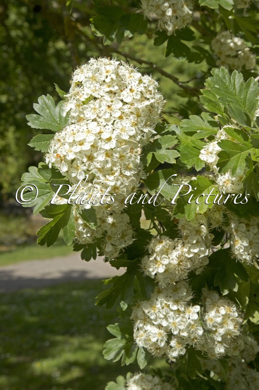 Crataegus nigra