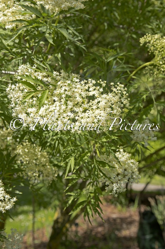 Sambucus nigra ‘Laciniata’