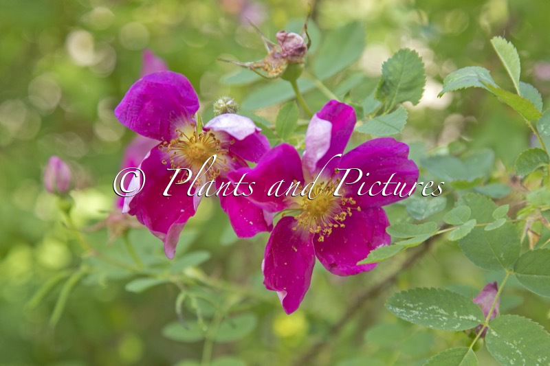 Rosa ‘Single Cherry’