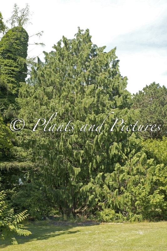 Chamaecyparis nootkatensis