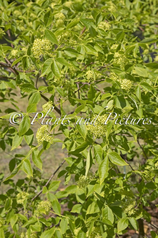 Ptelea trifoliata