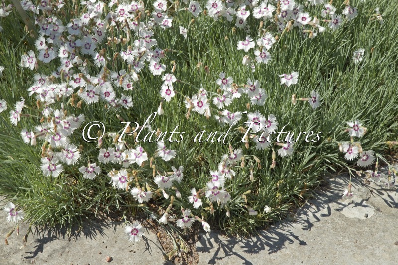 Dianthus ‘Marieberg’