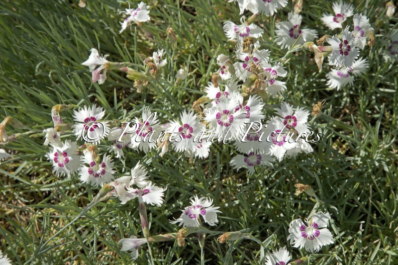 Dianthus ‘Marieberg’