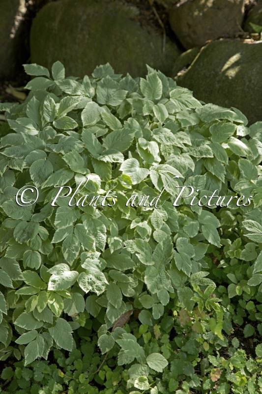 Aegopodium podagraria ‘Variegatum’