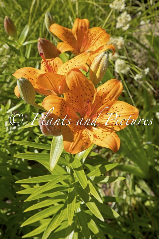 Lilium bulbiferum var. croceum