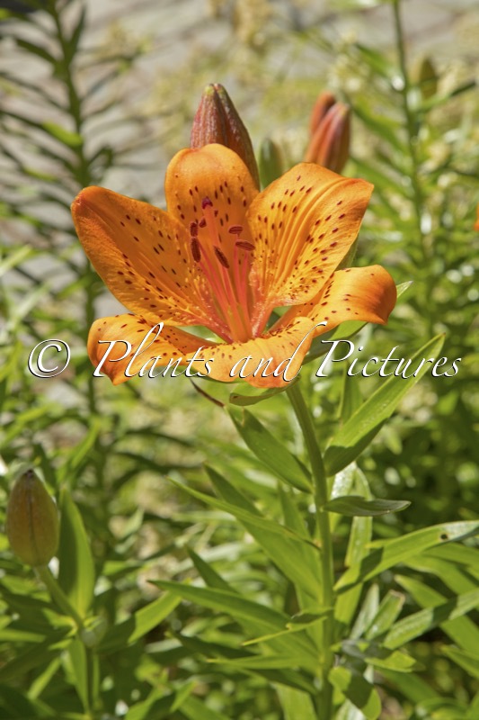 Lilium bulbiferum var. croceum