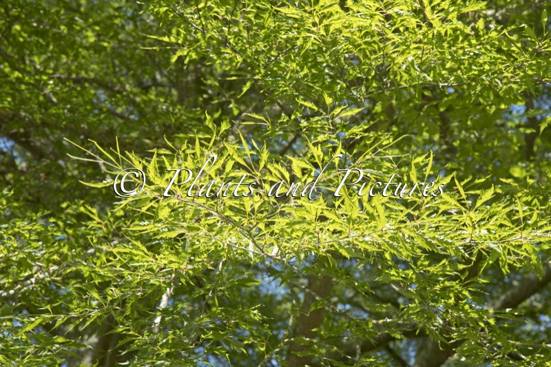 Fagus sylvatica ‘Aspleniifolia’