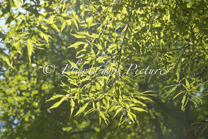 Fagus sylvatica ‘Aspleniifolia’