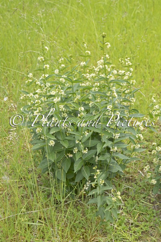 Vincetoxicum hirundinaria