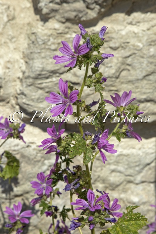 Malva sylvestris