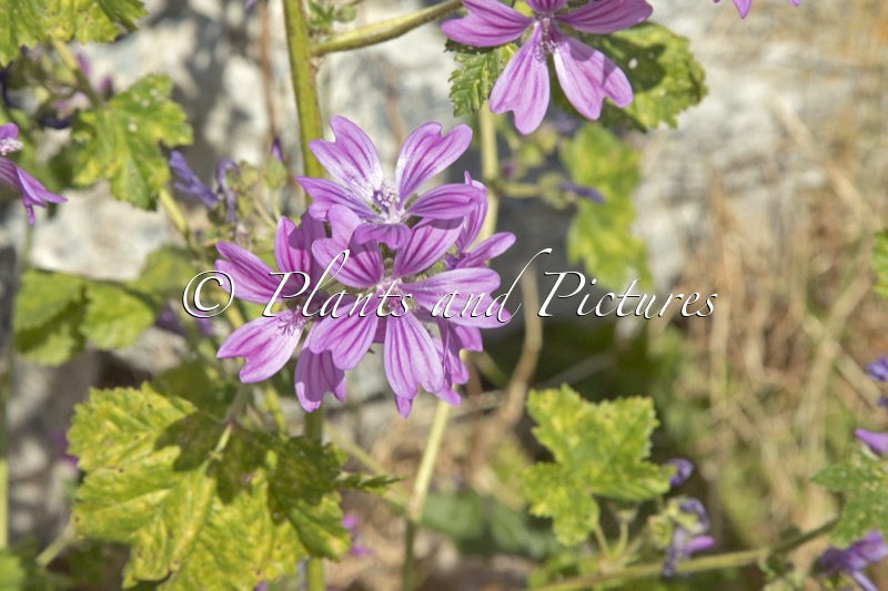 Malva sylvestris