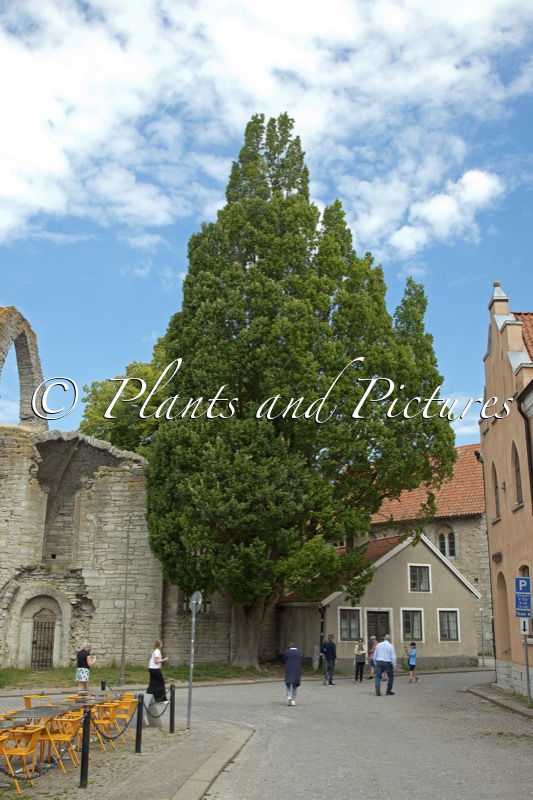 Quercus robur ‘Fastigiata’