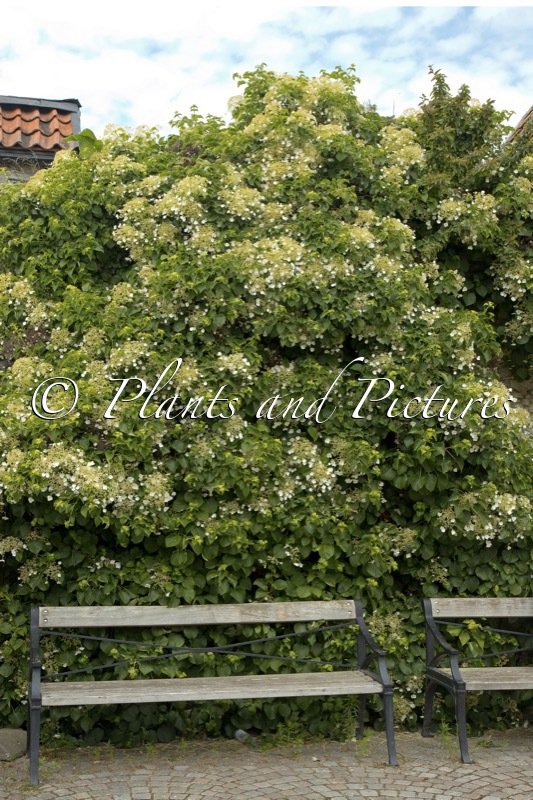 Hydrangea petiolaris