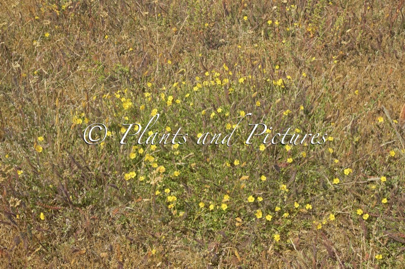 Helianthemum nummularium
