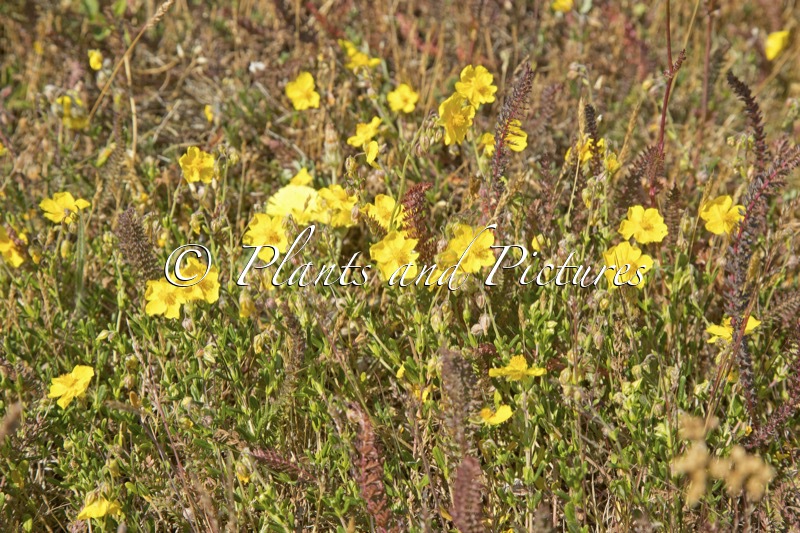 Helianthemum nummularium