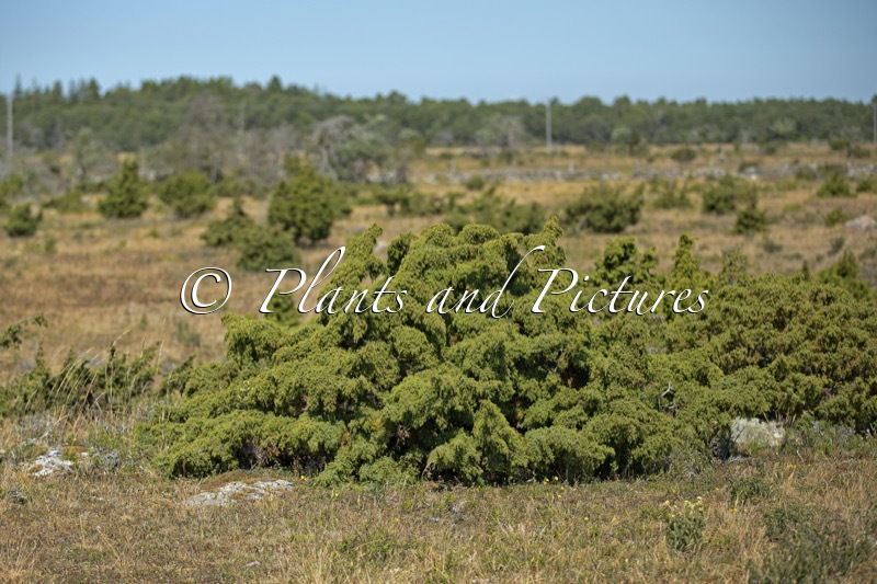 Juniperus communis