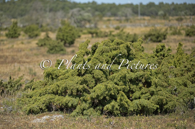 Juniperus communis