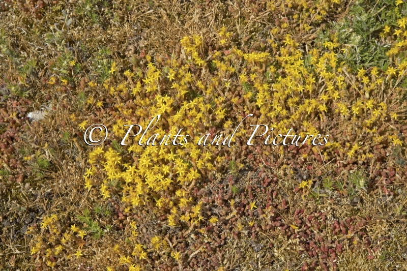 Sedum acre