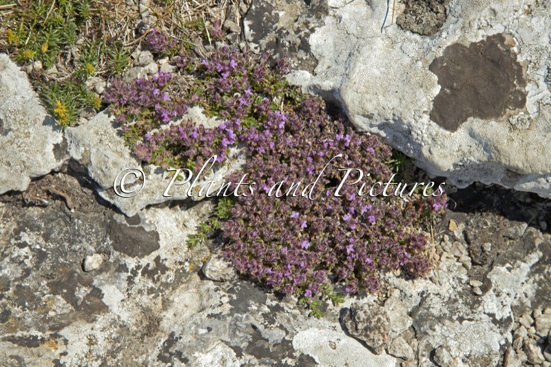 Thymus serpyllum