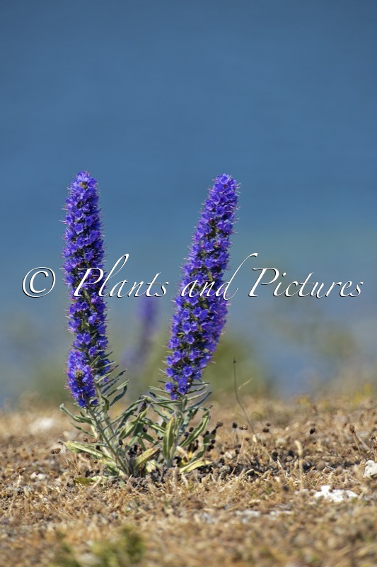 Echium vulgare
